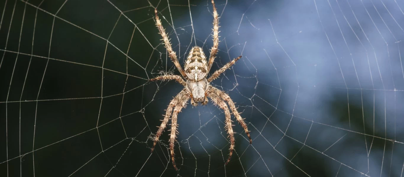 Vegan έγινε φανατική κρεατοφάγος εξαιτίας ενός τσιμπήματος αράχνης